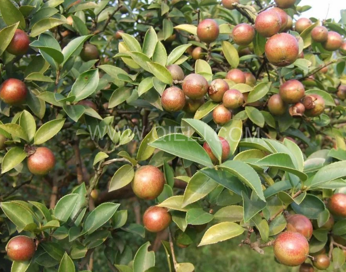 茶籽油壓榨設(shè)備認(rèn)準(zhǔn)企鵝機(jī)械，性能穩(wěn)定操作便利(圖1)